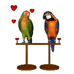 AMOR É SONHO